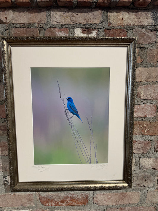 Sarah Blodget 17" x 20.5" Indigo Bunting Photograph